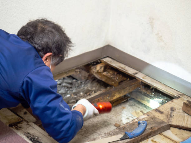 Best Home Mold Removal  in Manahawkin, NJ