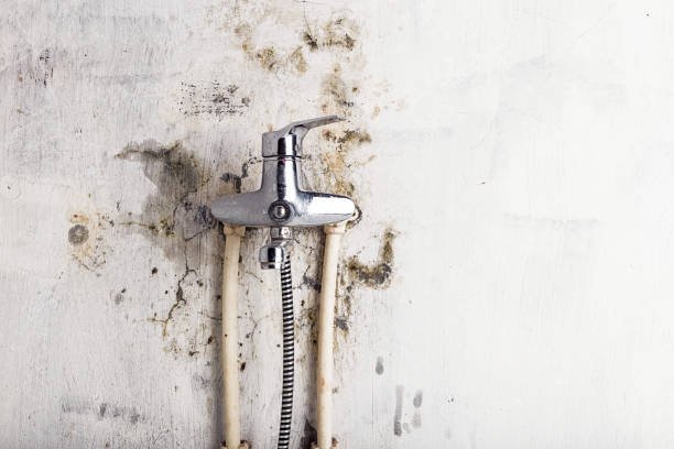 Best Mold Cleaning Services  in Manahawkin, NJ