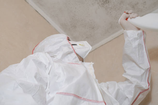 Best Mold Removal Company Near Me  in Manahawkin, NJ