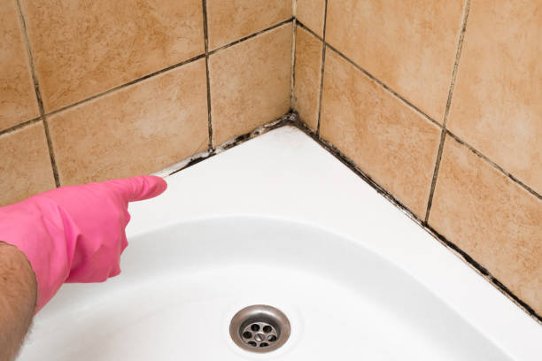 Best Emergency Mold Removal  in Manahawkin, NJ